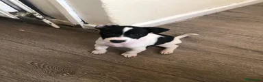 Jack Russell 1