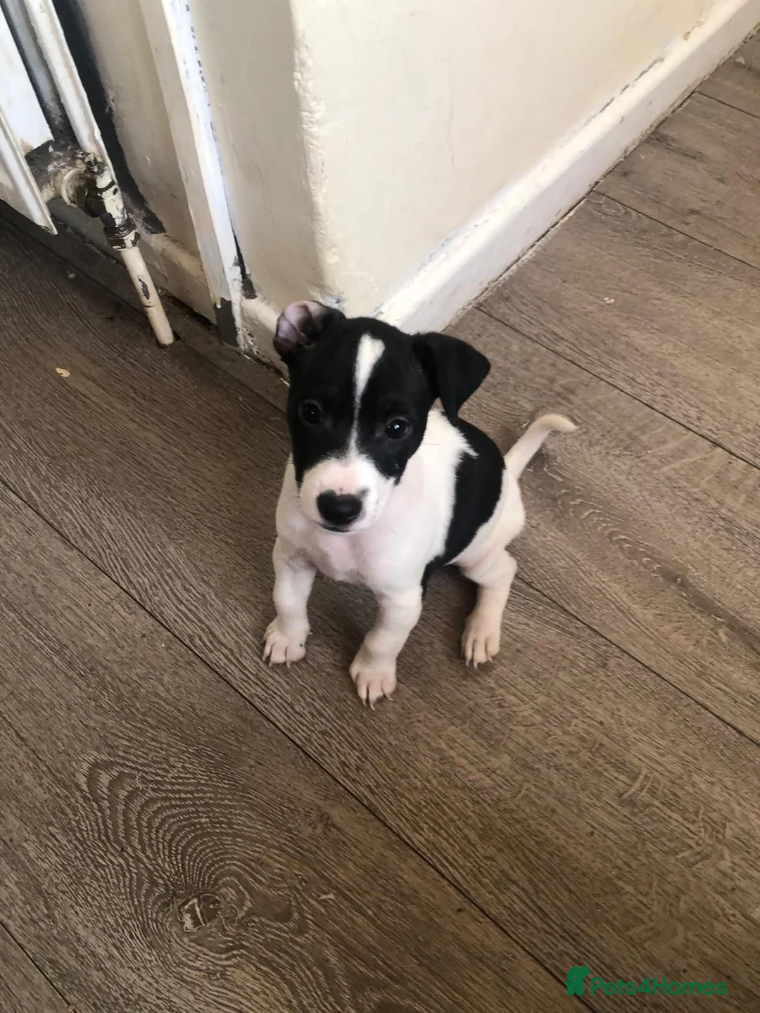 Jack Russell dogs for sale: Three beautiful Jack Russells in Sidcup - Advert 2