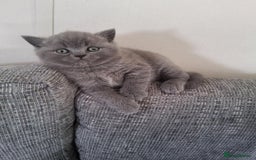 British Shorthair cats for sale: British Shorthair 1 little girl - Image 14