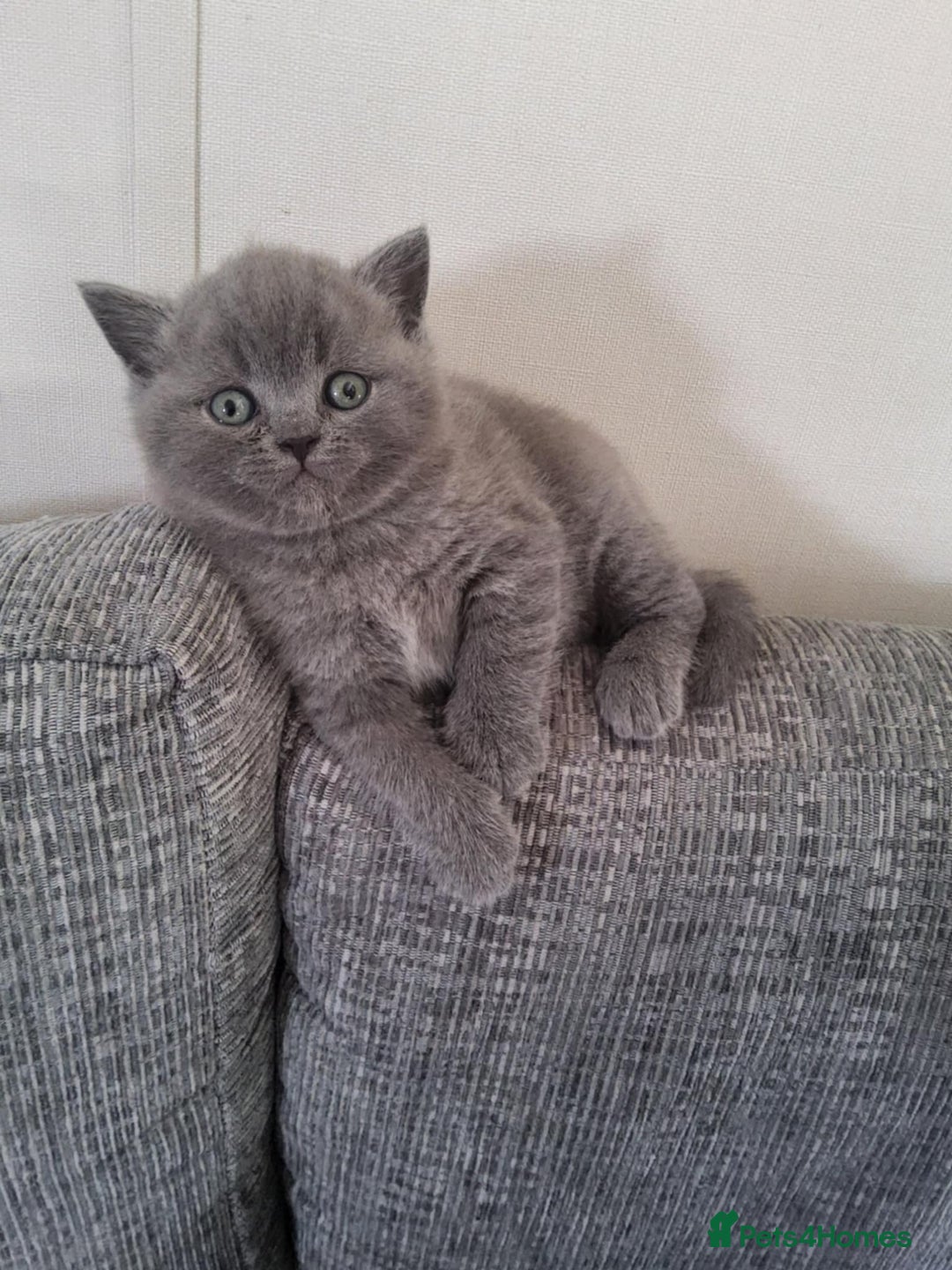 British Shorthair cats for sale: British Shorthair 1 little girl - Image 14