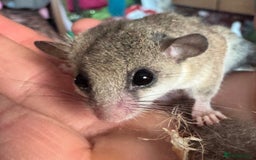 Mouse rodents for sale: Mixed Age African Pygmy Dormice  - Advert 4
