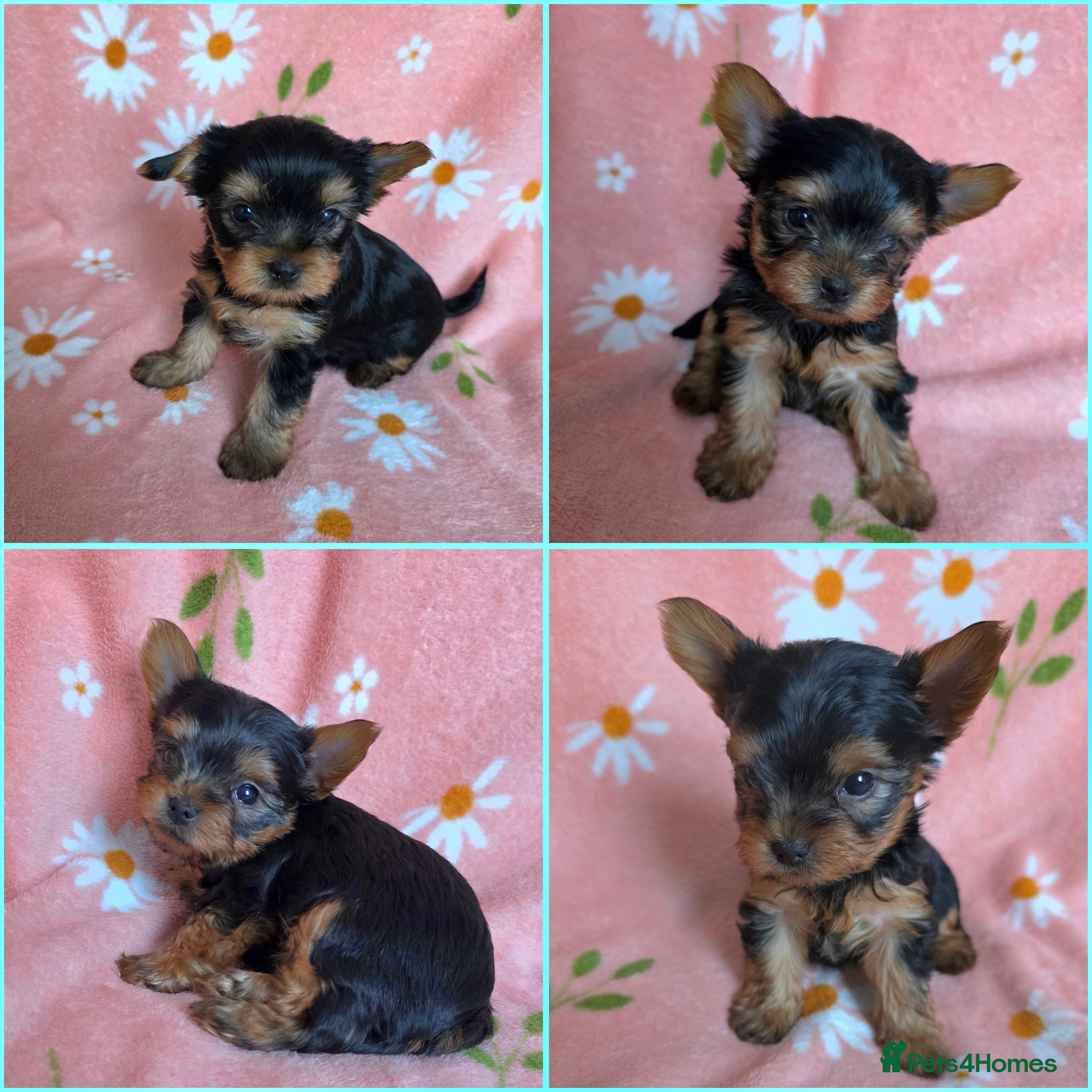 Yorkshire Terrier dogs Yorkshire Terrier,KC.Reg.5 generation Pedigree🐶🩵 - Advert 4