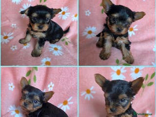 Yorkshire Terrier dogs Yorkshire Terrier,KC.Reg.5 generation Pedigree🐶🩵 - Advert 4