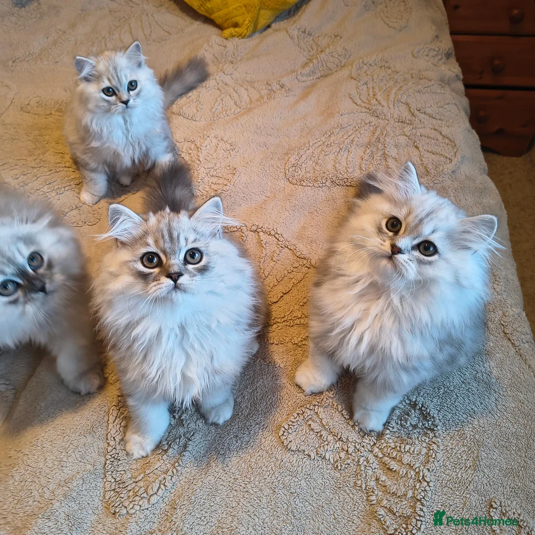 Scottish Fold cats for sale: Scottish fold and straight ear kitten's 😻 - Advert 2
