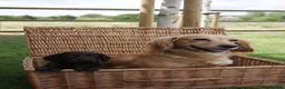 Cocker Spaniel dogs for sale:  Cocker spaniel puppies for sale  - Advert 13
