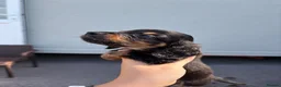 Miniature Dachshund dogs for sale: Miniature dachunds  - Advert 11