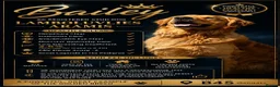 Golden Retriever dogs for stud: PROVEN Big Boned KC Golden Retriever STUD 💫 - Advert 2