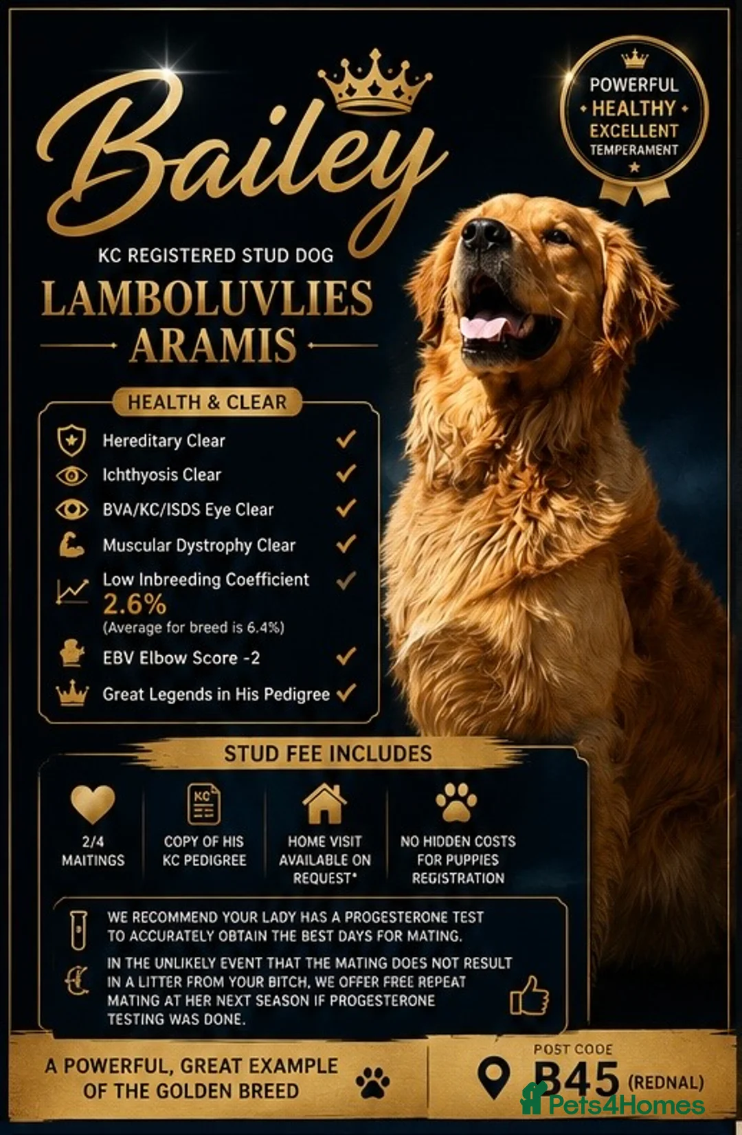 Golden Retriever dogs for stud: PROVEN Big Boned KC Golden Retriever STUD 💫 - Advert 2
