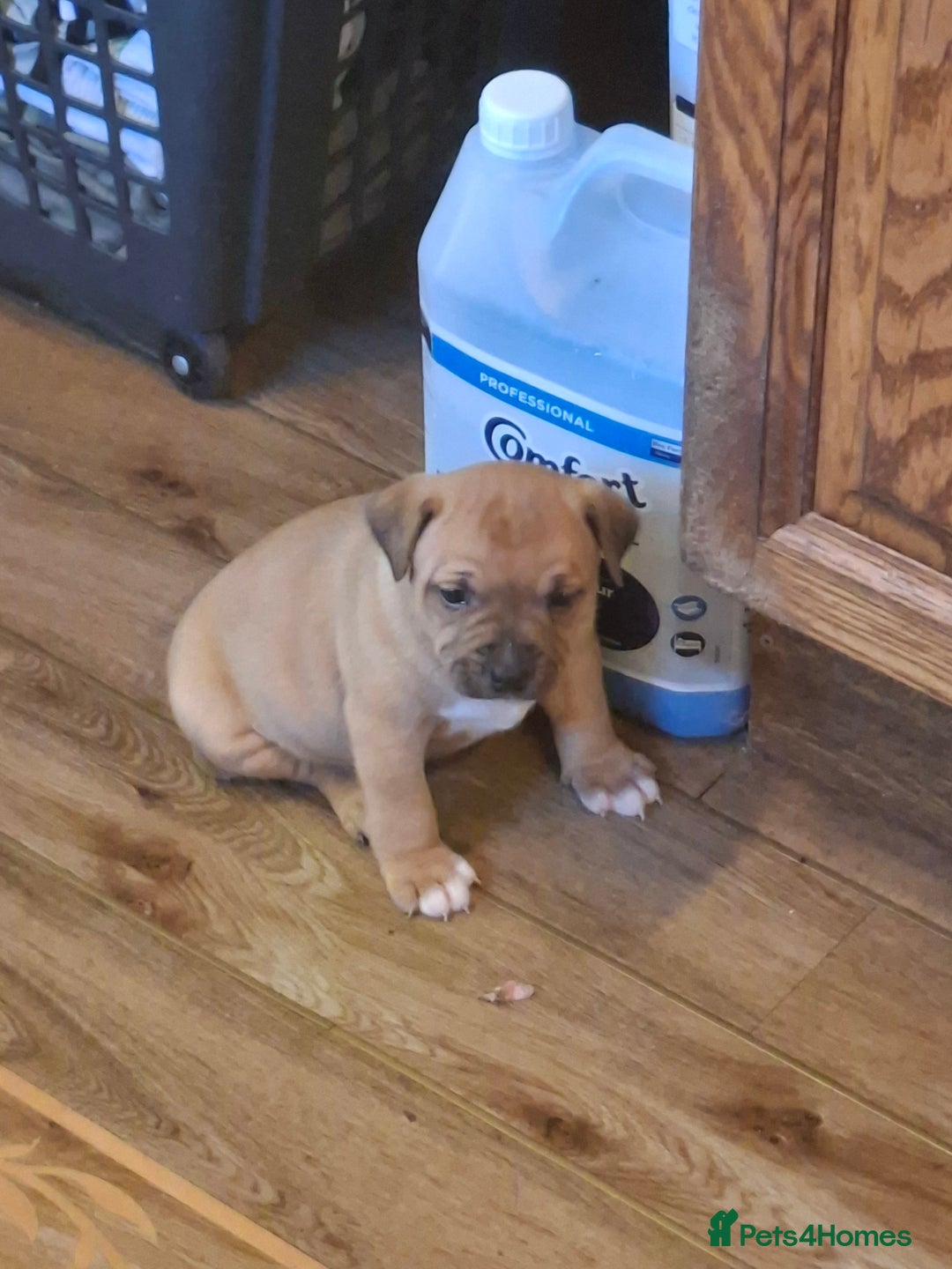 Staffordshire Bull Terrier dogs for sale: Beautiful big puppies  - Image 6