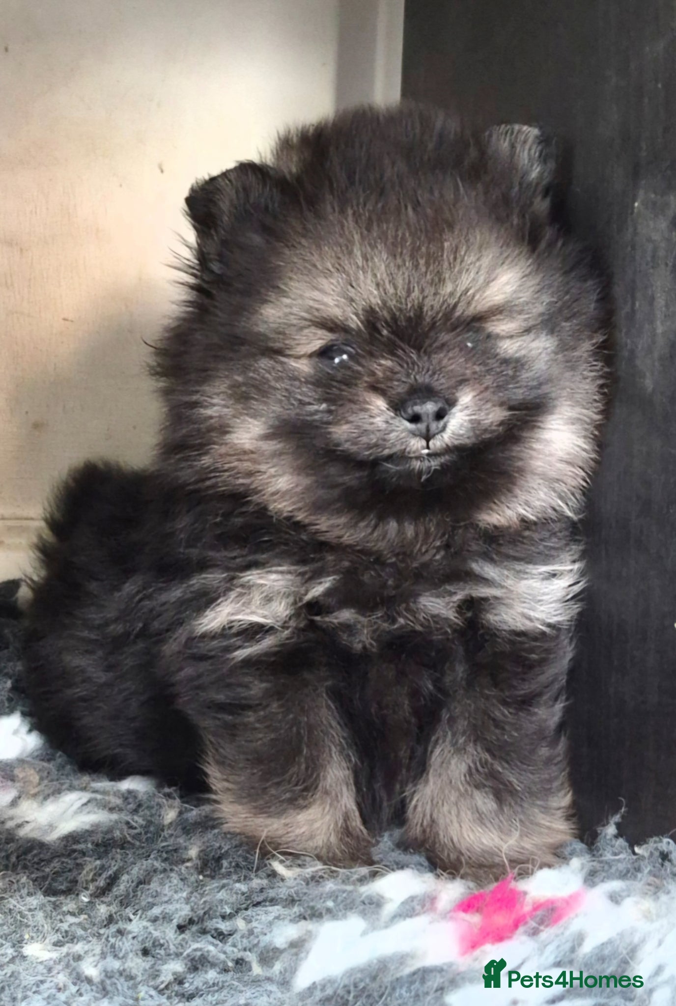Pomeranian dogs Wolf sable Pomeranian  - Advert 13