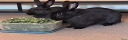 Mixed Breed rabbits for sale: 2 gorgeous rabbits  in Warrington - Advert 1