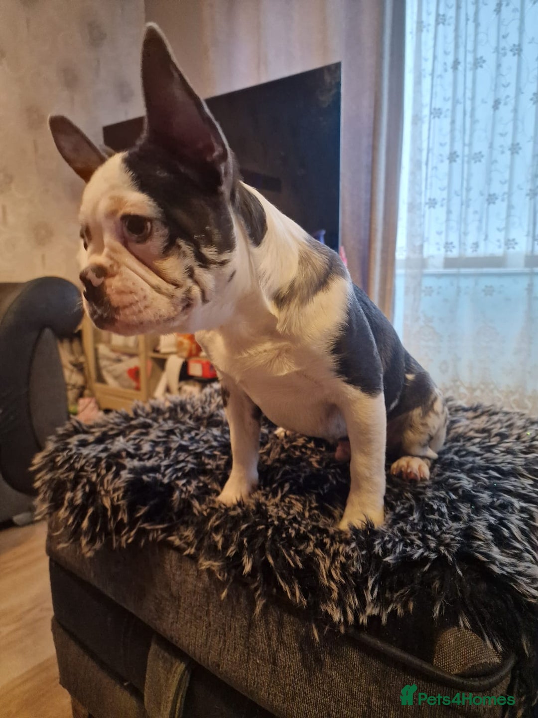 French Bulldog dogs for sale: French bulldog puppies  - Advert 20