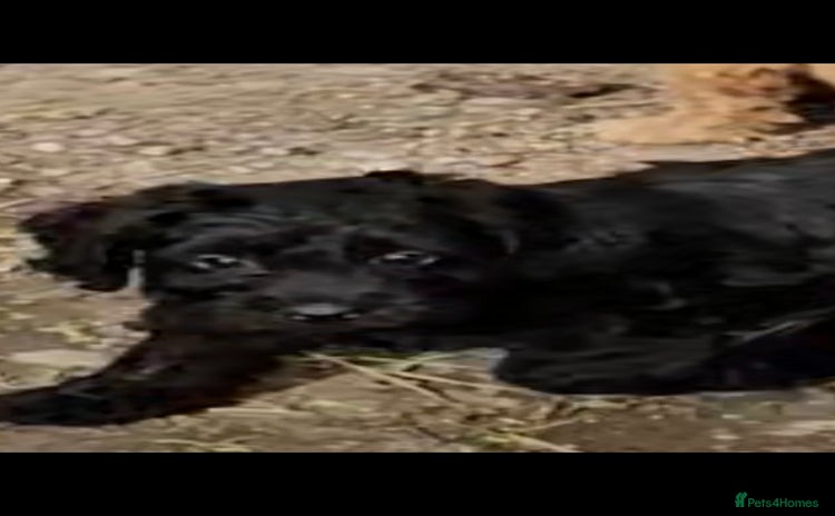 Cockapoo dogs - Advert 3