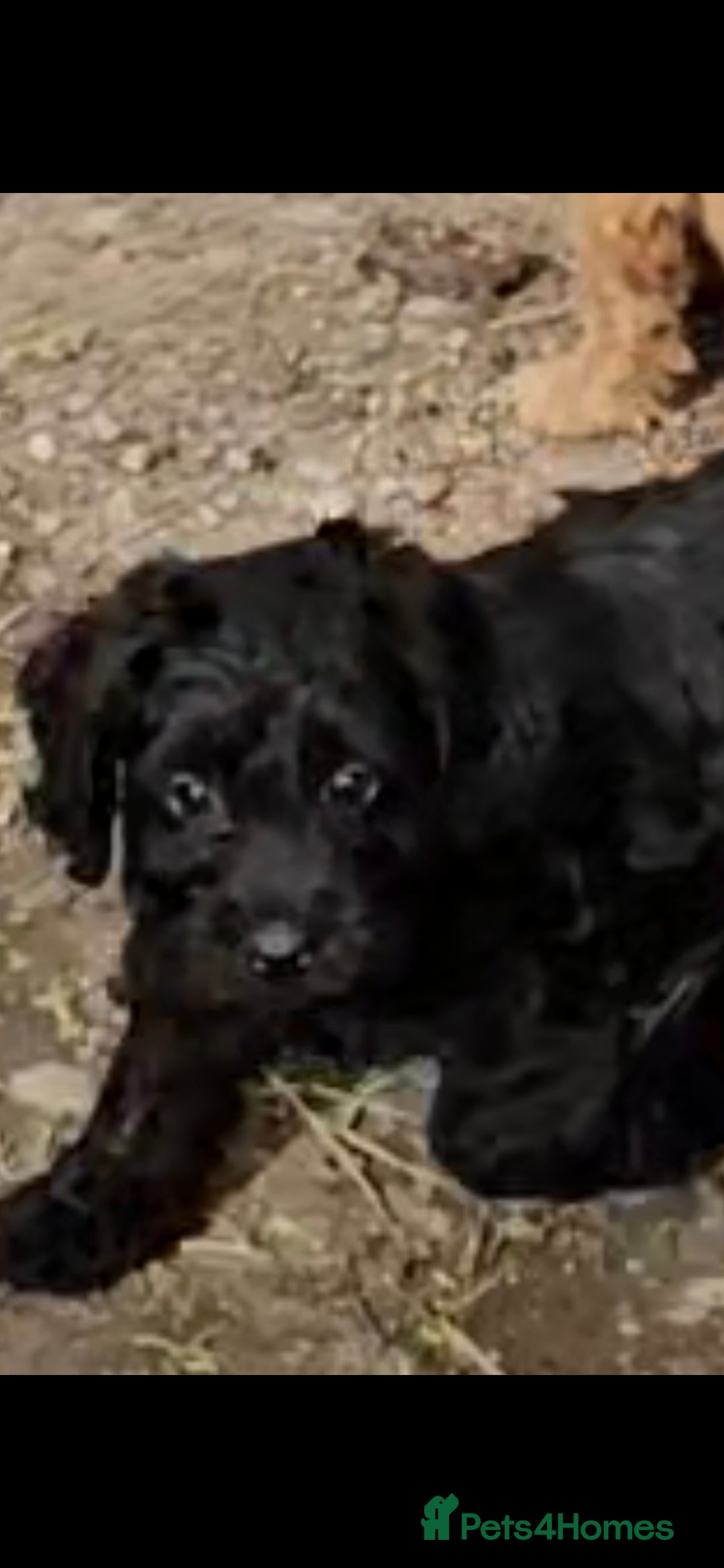 Cockapoo dogs for sale: ONE GORGEOUS BOY LEFT small cockapoos - Image 3