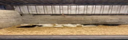 Ducks poultry for sale: Purebred Indian Runner Ducks - Advert 3
