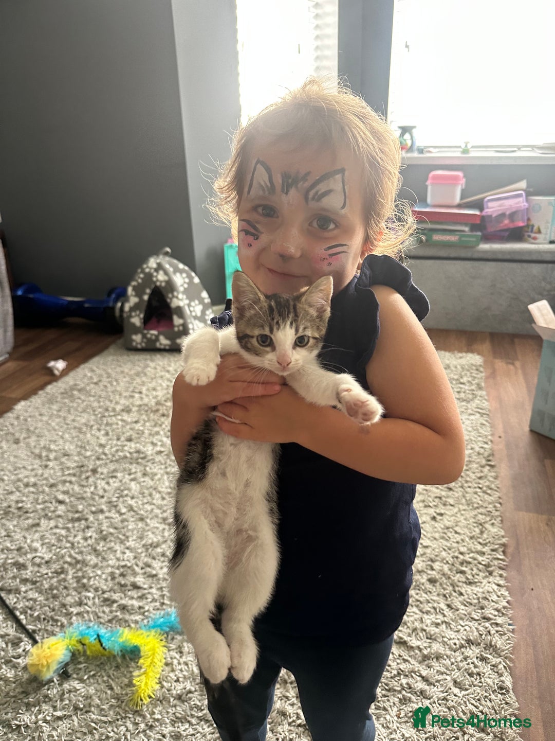 Mixed Breed cats for sale: Kitten  - Image 4