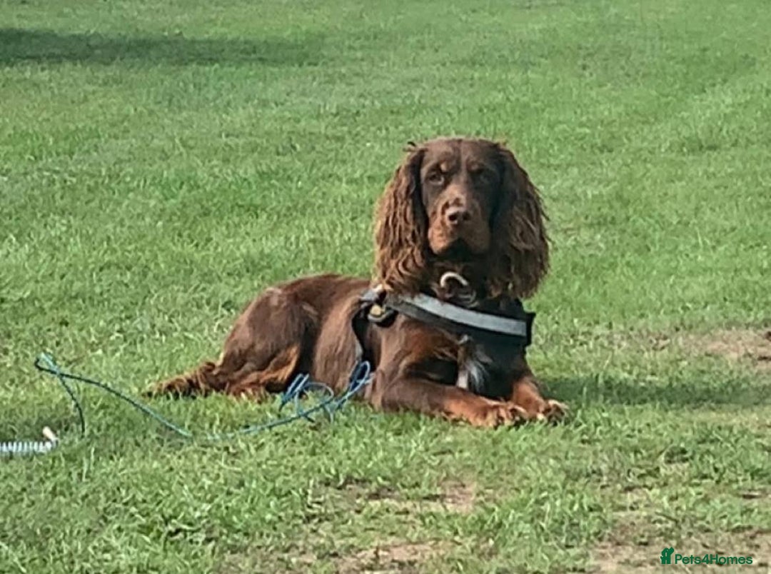 Cocker Spaniel dogs for sale: Cocker spaniel puppies  - Image 7