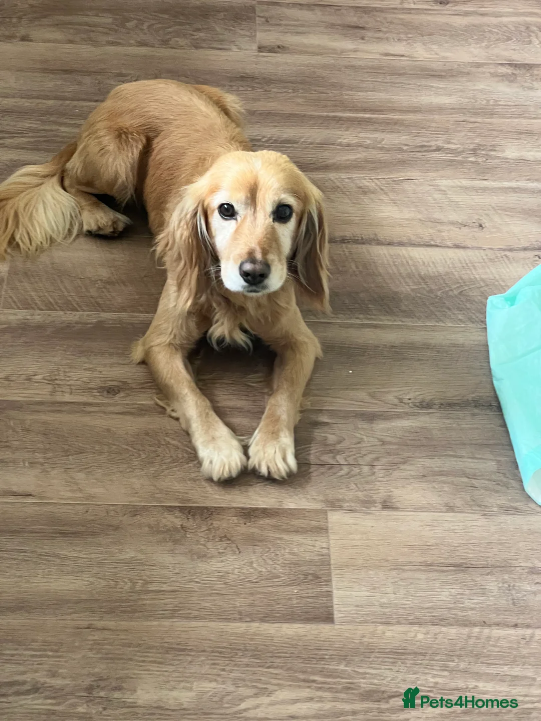 Cocker Spaniel dogs for stud: Beautiful cocker spaniel stud in Tonbridge - Advert 7