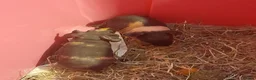 Guinea Pig rodents for sale:   skinny pigs - Advert 6