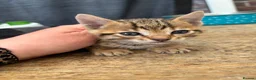 Bengal cats for sale: Stunning Bengal kittens  - Advert 11