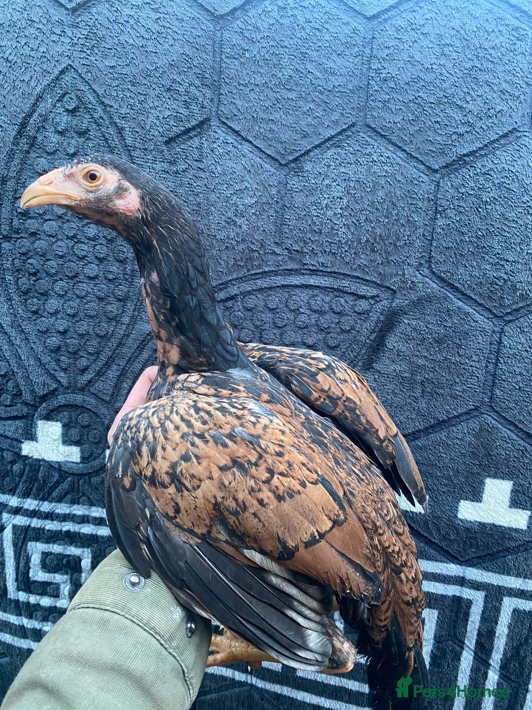 Chickens poultry for sale: Aseel/game chickens  - Advert 1