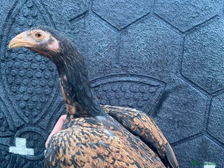 Chickens poultry Aseel/game chickens - Advert 18