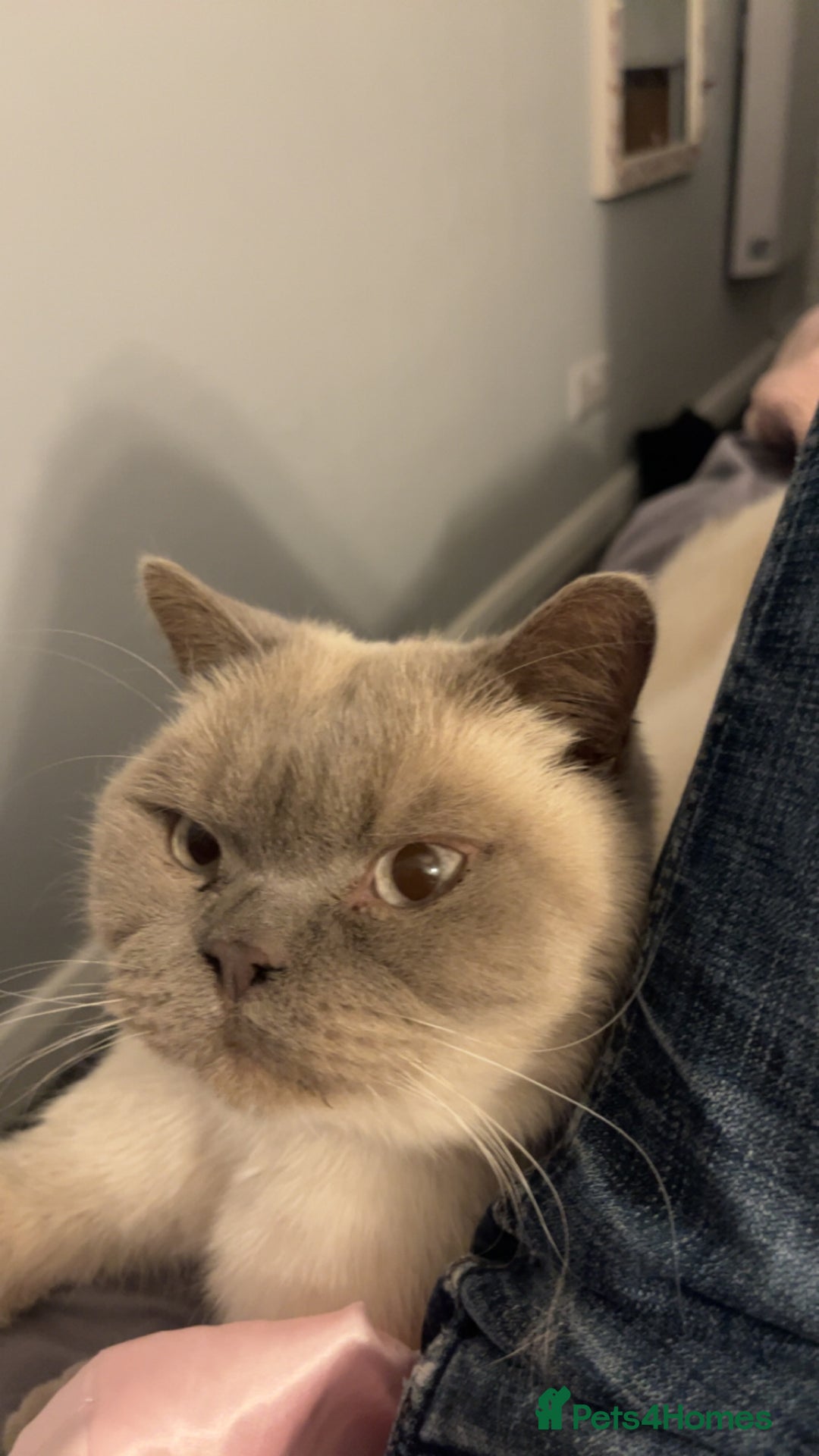 British Shorthair cats for sale: 2 years old for rehoming - Image 3