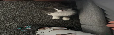 Maine Coon 3