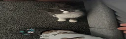 Maine Coon cats for sale: Full breed Maine coon  - Advert 8
