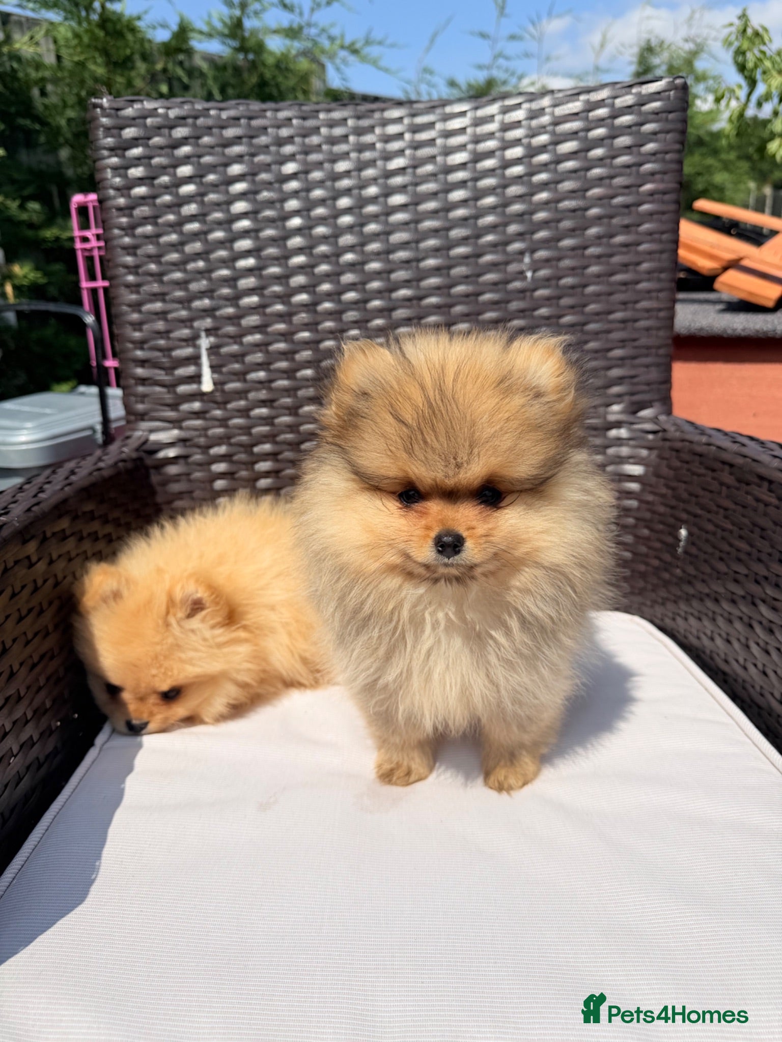 Pomeranian dogs READY TO LEAVE 2 BOYS LEFT Pom PUPPIES 🫶🏽   - Advert 2