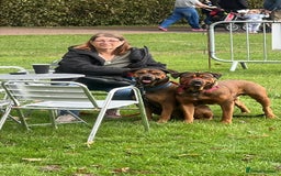 Mixed Breed dogs for sale: F4 STAFFWEILERS - Image 7