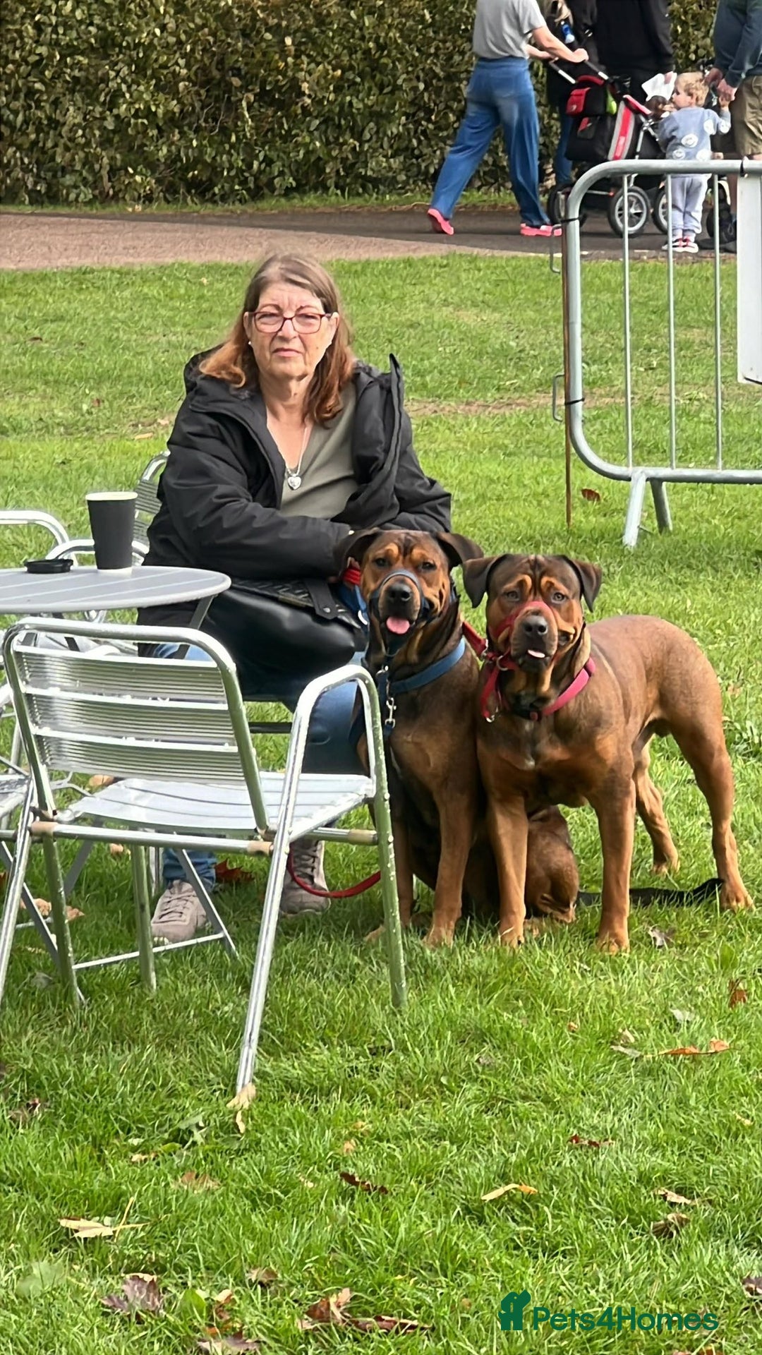 Mixed Breed dogs for sale: F4 STAFFWEILERS - Image 7
