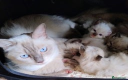 Ragdoll cats for sale: Pure bred Ragdolls looking for loving homes - Image 7