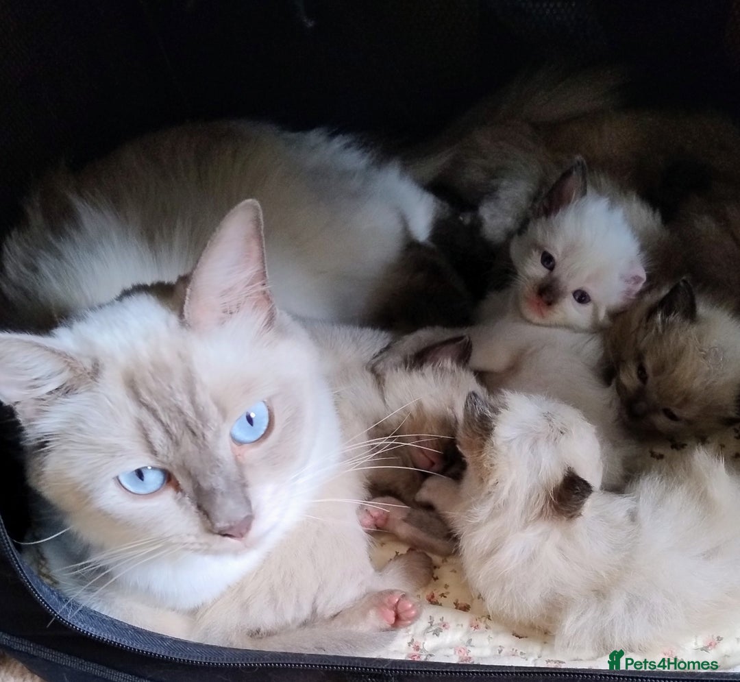 Ragdoll cats for sale: Pure bred Ragdolls looking for loving homes - Image 7