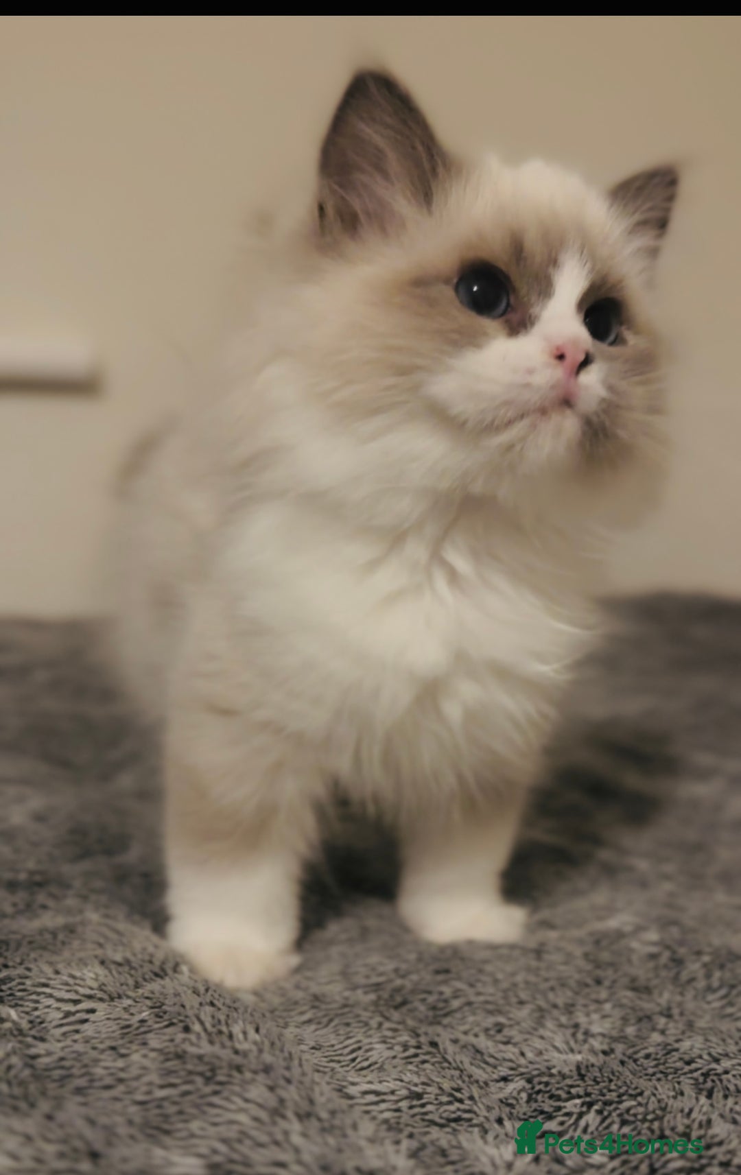 Ragdoll cats for sale: 💙🐾Tica full Pedigree🐾EU Ragdoll 🐱🐾DNA Clear - Image 38