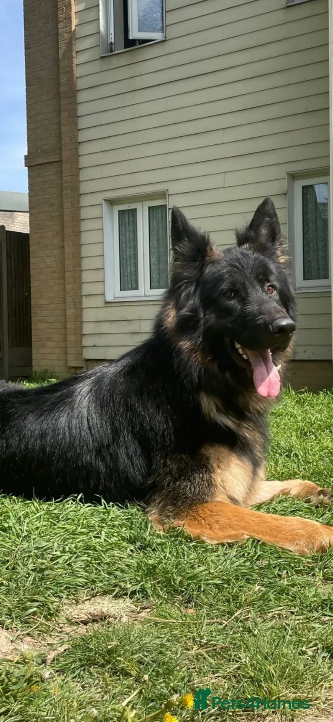 German Shepherd dogs for sale: 5 gorgeous german shepherd puppies for sale  - Advert 4