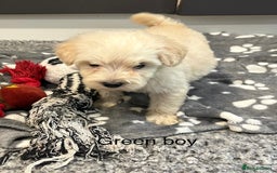 Cockapoo dogs for sale: F1B cockapoo - Image 2