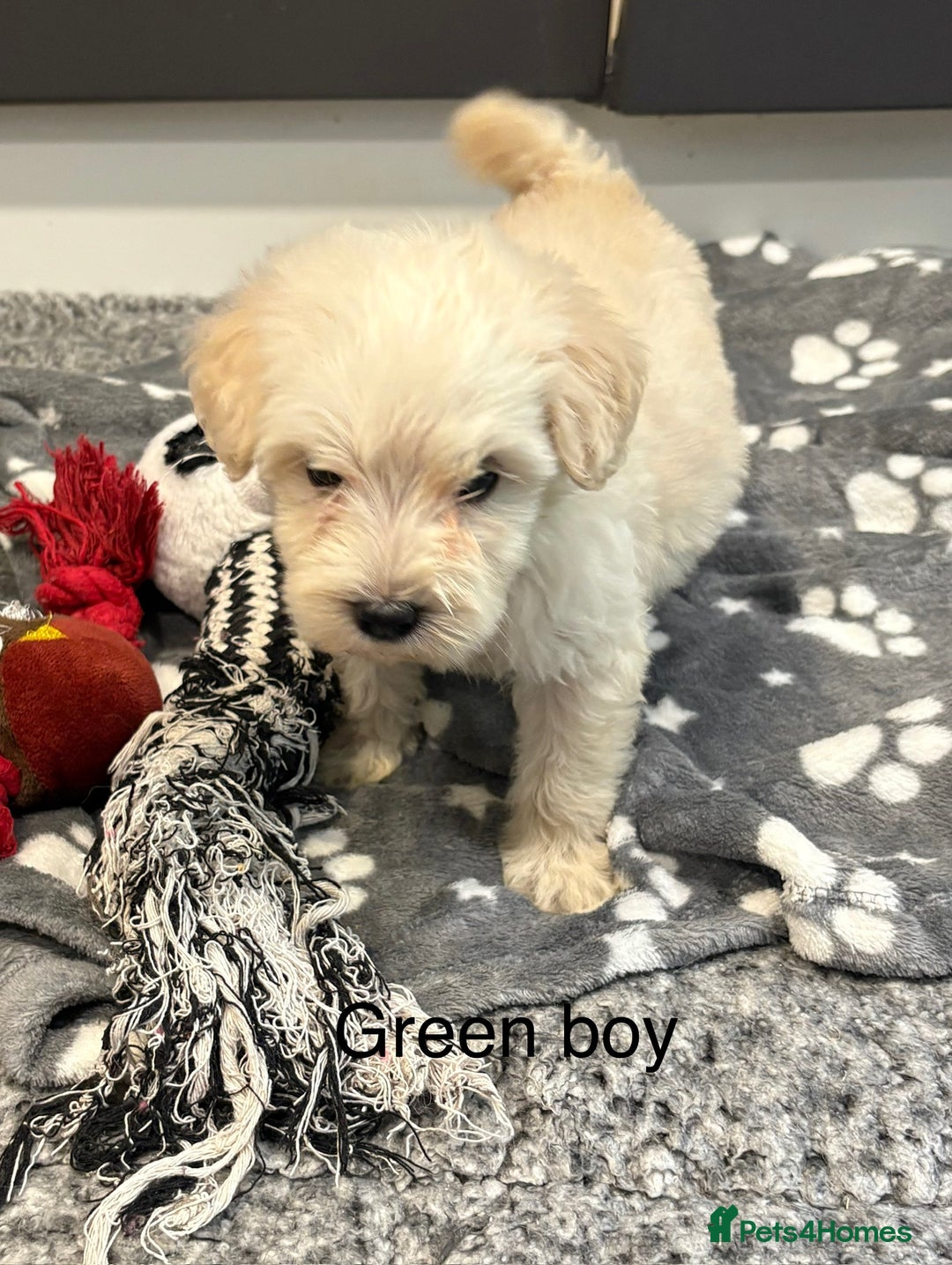 Cockapoo dogs for sale: F1B cockapoo - Image 2