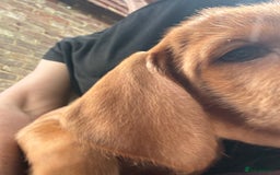 Hungarian Vizsla dogs for sale: Hungarian WIREHAIRED Vizsla puppies KC reg in Cranbrook - Image 27