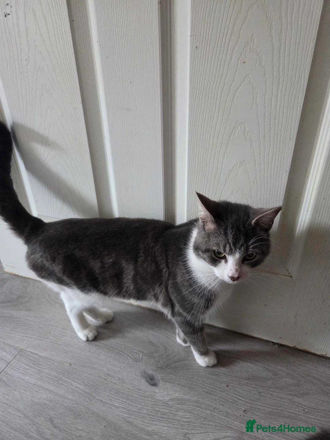 British Shorthair cats for sale: Grey white cats - Advert 7