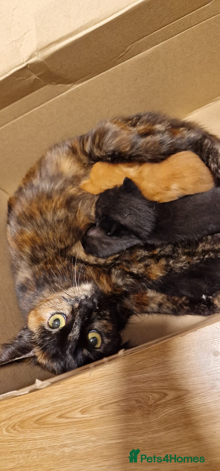 Mixed Breed cats Cute chunky kittens - Advert 7