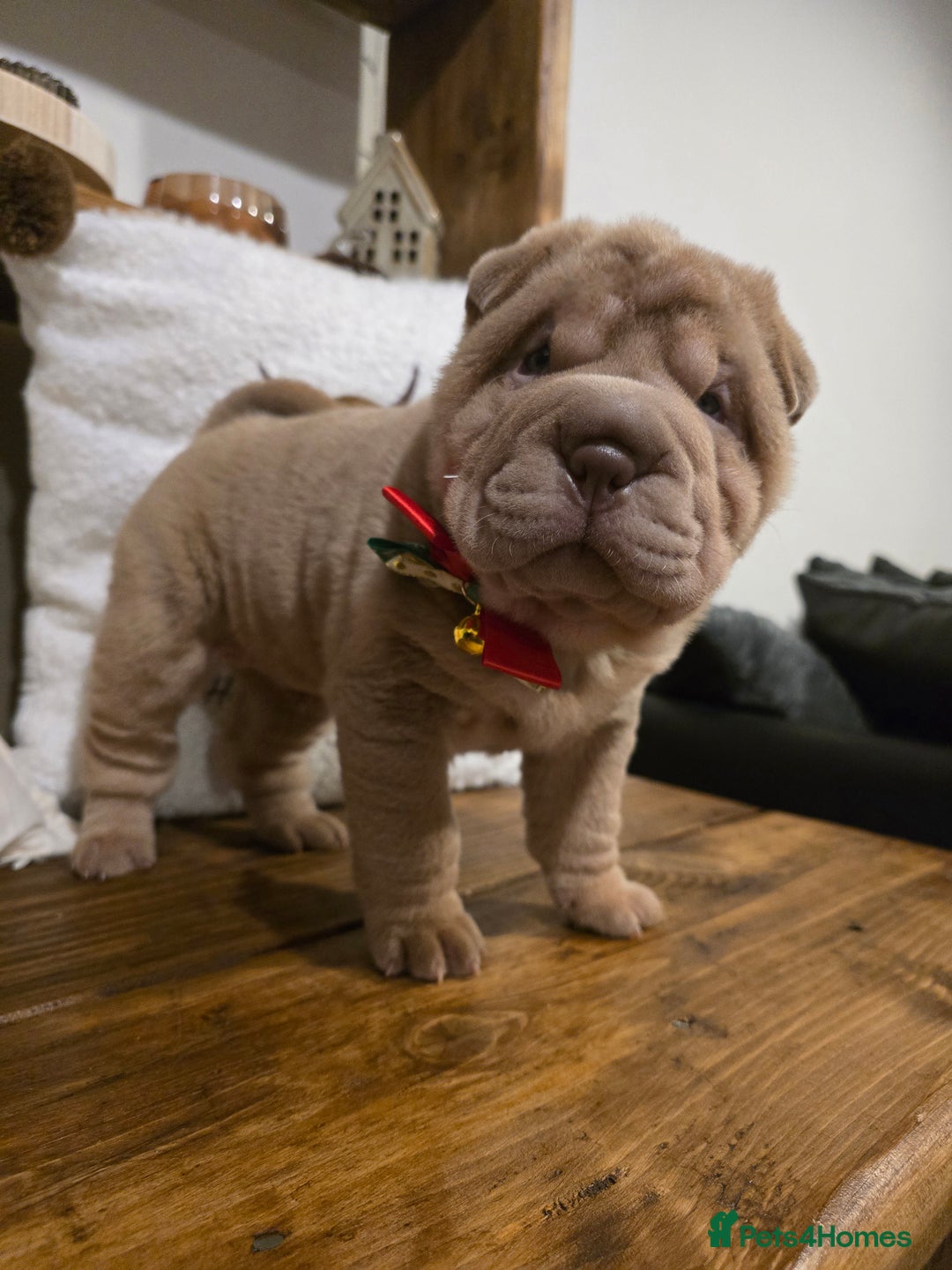 Shar Pei dogs for sale: Beautiful litter of Shar Pei puppies!  - Advert 21