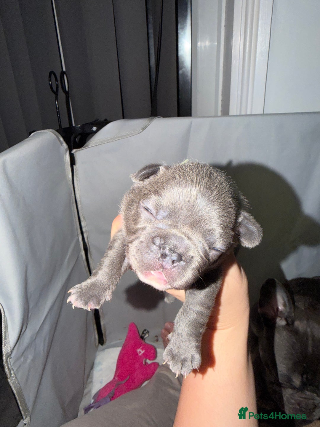 French Bulldog dogs for sale: Gorgeous Lilac, Pink Isabella, & Blue Frenchies - Advert 18