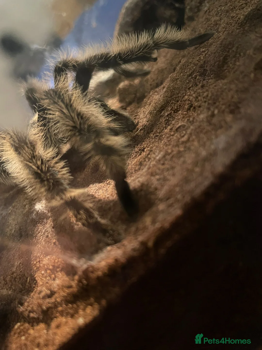 Tarantulas invertebrates for sale: Versi, curly hair, electric blue - Advert 8