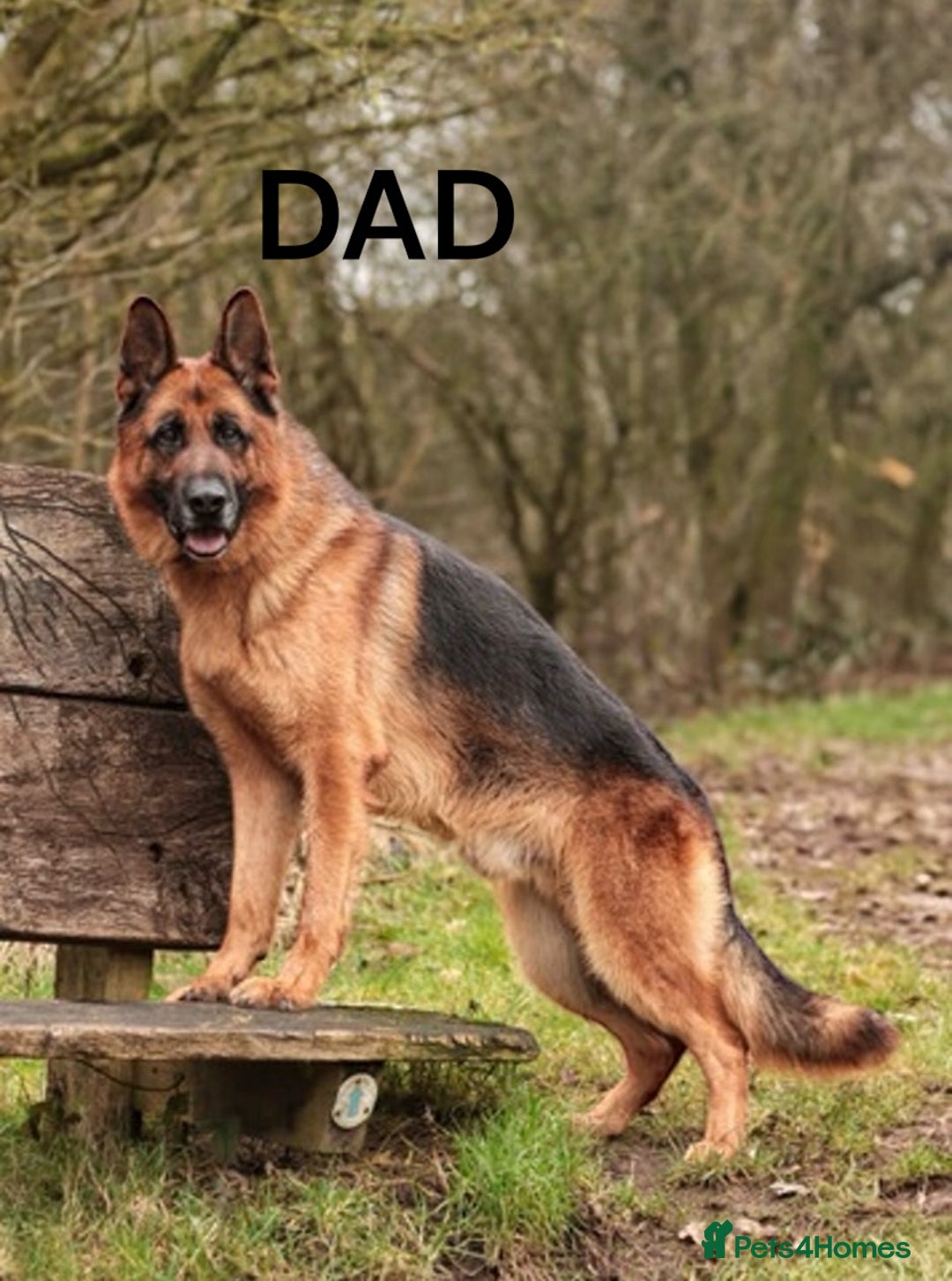 German Shepherd dogs for sale: KC REGISTERED GERMAN SHEPHERD PUPS - Image 14