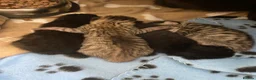 Mixed Breed cats for sale: Delta  in Plymouth - Advert 31