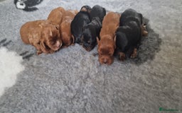 Cavalier King Charles Spaniel dogs for sale: Cavalier King Charles Spaniel puppies - Image 4
