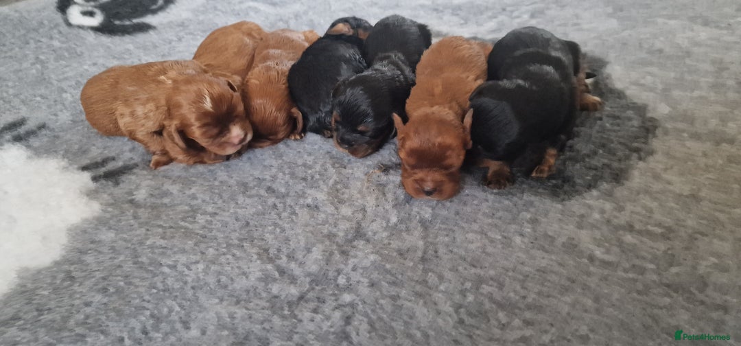 Cavalier King Charles Spaniel dogs for sale: Cavalier King Charles Spaniel puppies - Image 4