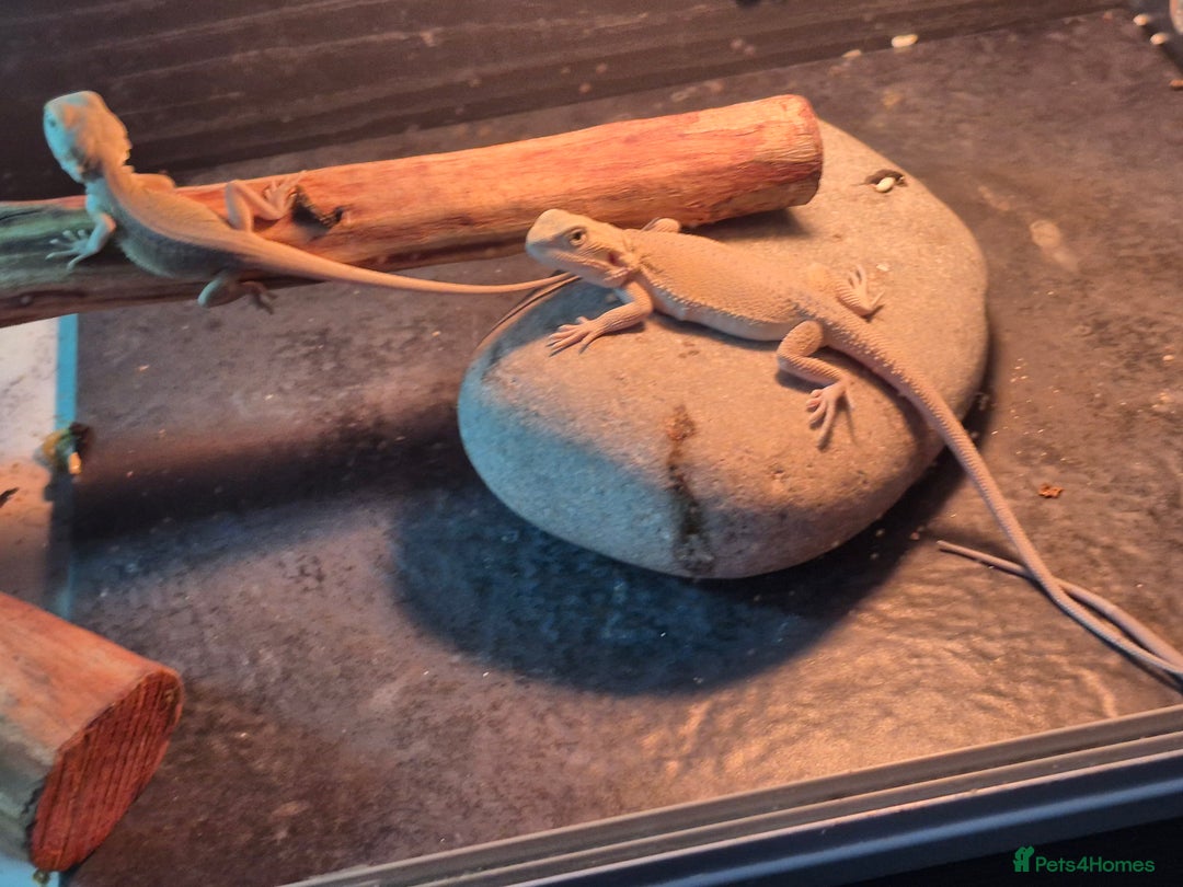 Bearded Dragon reptiles for sale: Bearded dragons  babies  - Advert 23