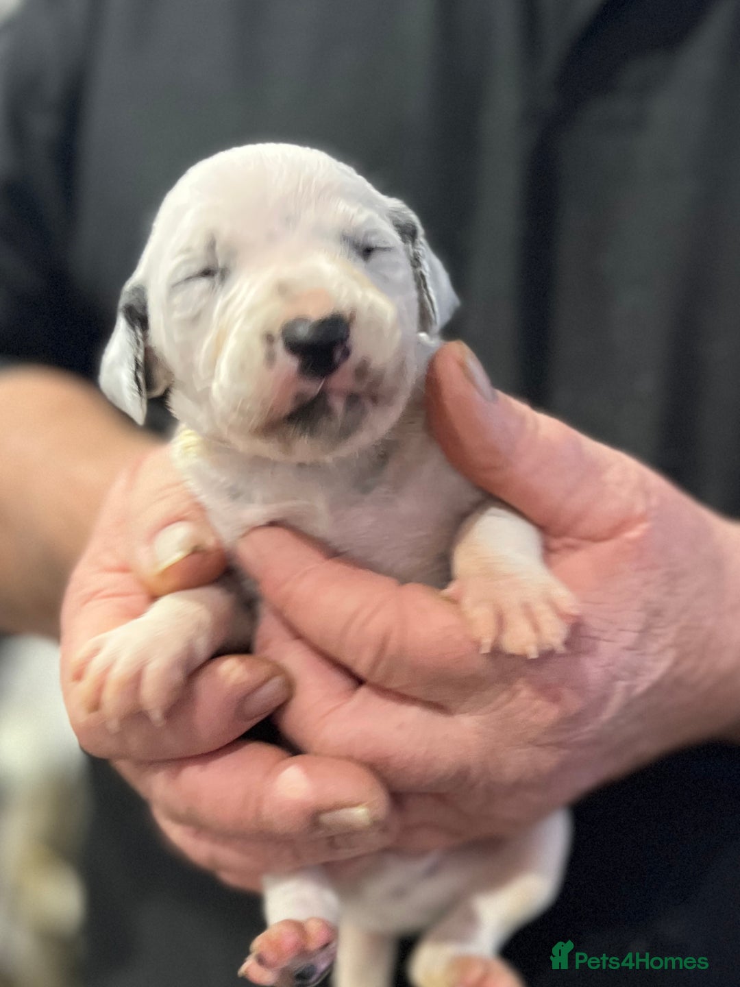 Dalmatian dogs for sale: Top quality Dalmatian puppies 5* homes  - Advert 9